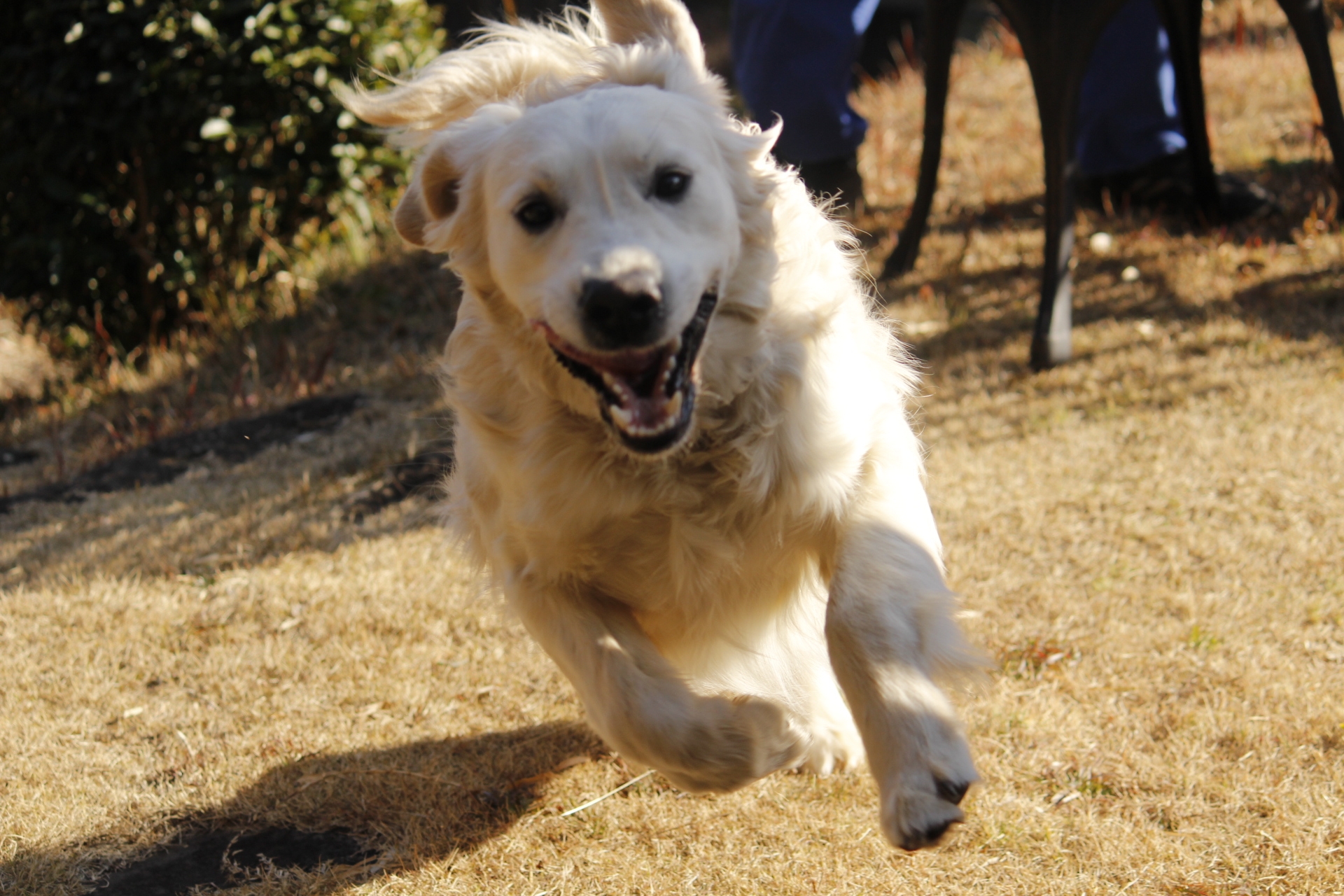 英国ゴールデンレトリバーのアンディーは 元気一杯
