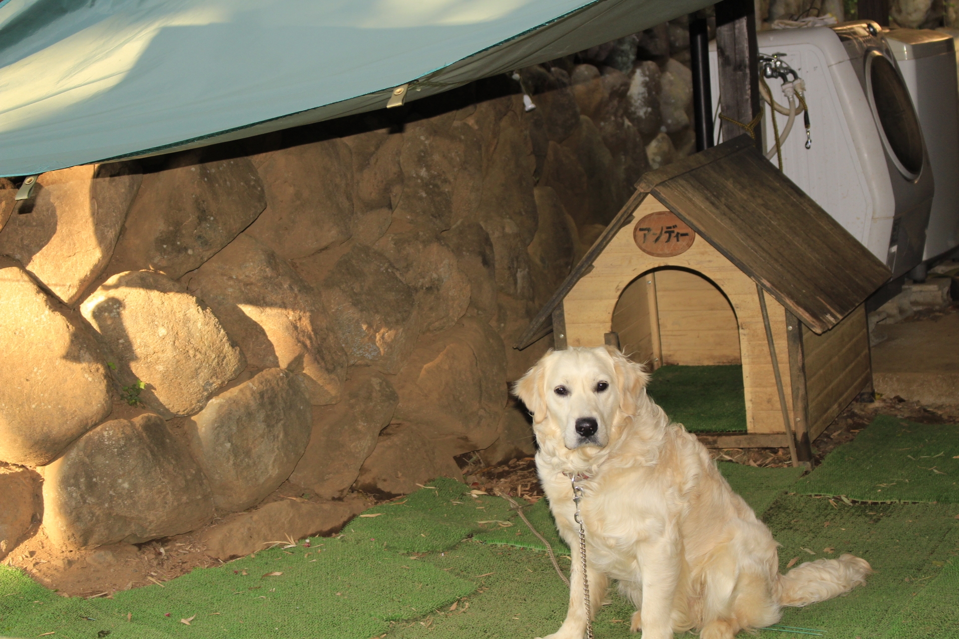 アンディーの小屋にテントを張りました アンディーの小屋にテントを張りました