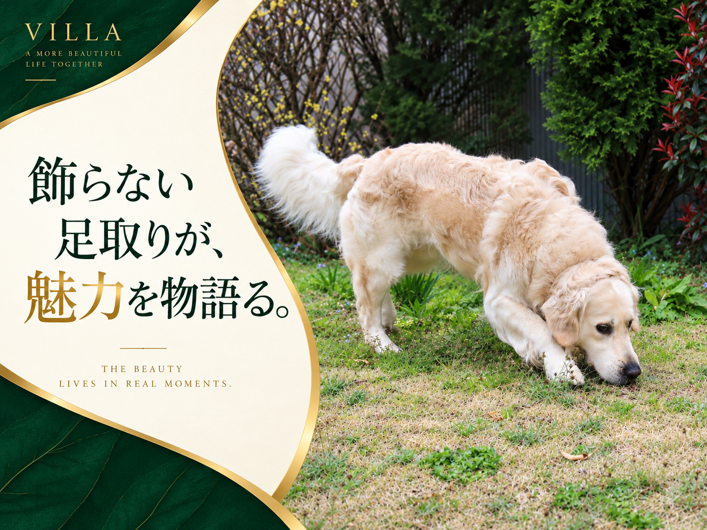 芝生の運動場を歩くイギリス系ゴールデンレトリーバーの成犬。「飾らない足取りが、魅力を物語る。」の文字入り