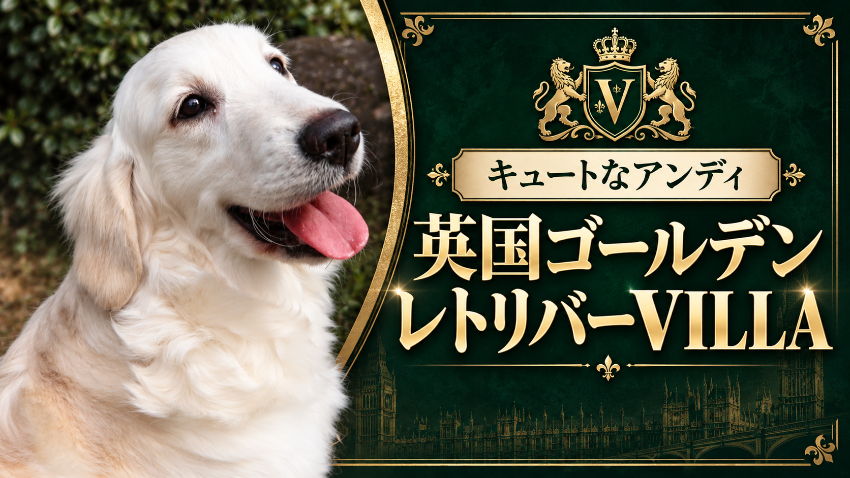英国ゴールデンレトリバー VILLA のアンディが遊んでいる動画のサムネイル。「キュートなアンディ」の文字入り