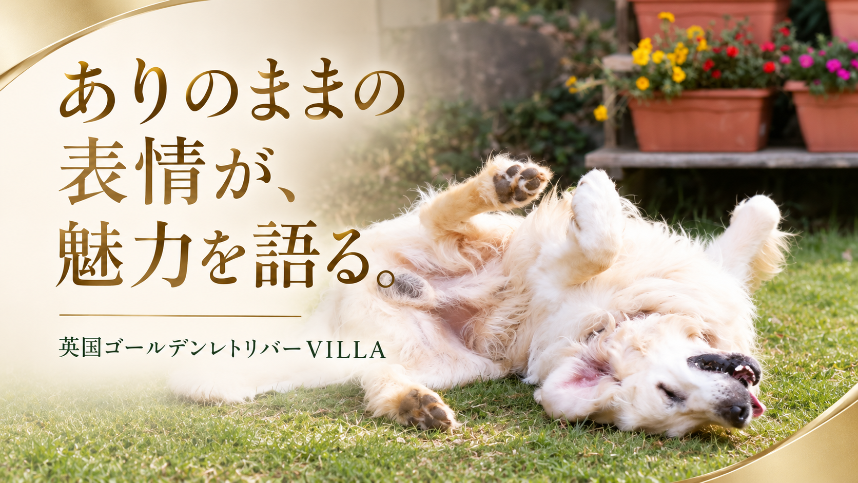 芝生の上で仰向けになってくつろぐ英国系ゴールデンレトリーバー。「ありのままの表情が、魅力を語る。英国ゴールデンレトリバーVILLA」の文字入り