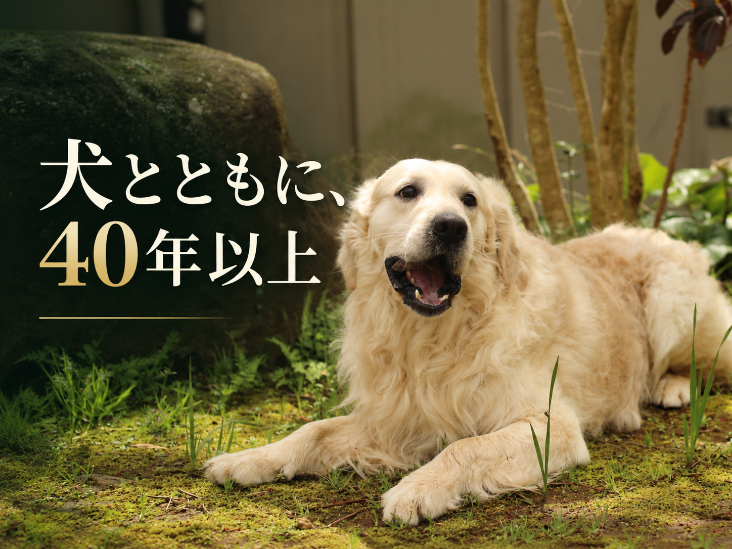 苔と庭石のある一角で伏せる英国系ゴールデンレトリーバーの成犬。「犬とともに、40年以上」の文字入り