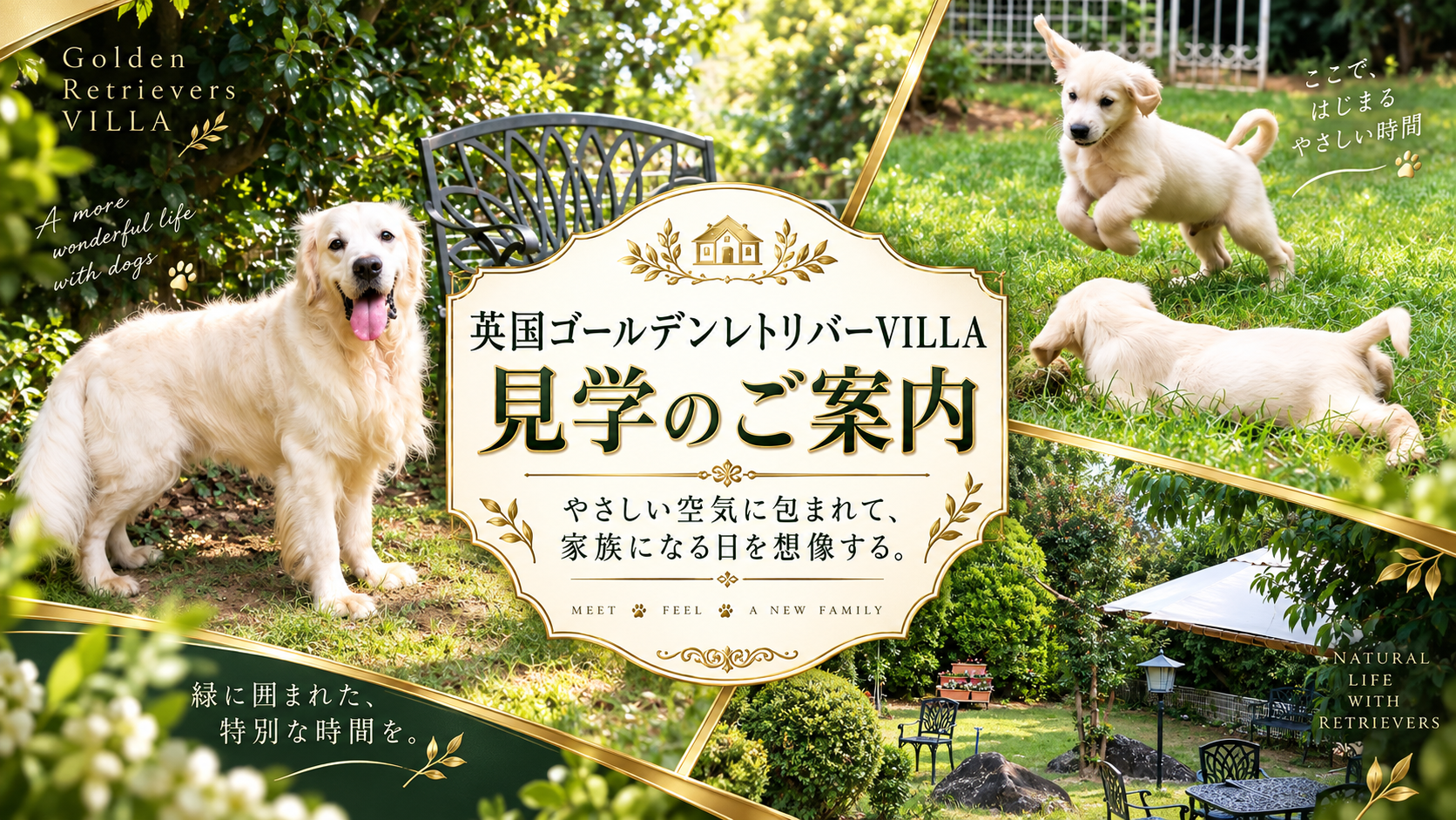 犬舎の庭で過ごす英国系ゴールデンレトリーバーの成犬と子犬たち、パラソルとテーブルのある相談スペース。「英国ゴールデンレトリバーVILLA」「見学のご案内」の文字入り
