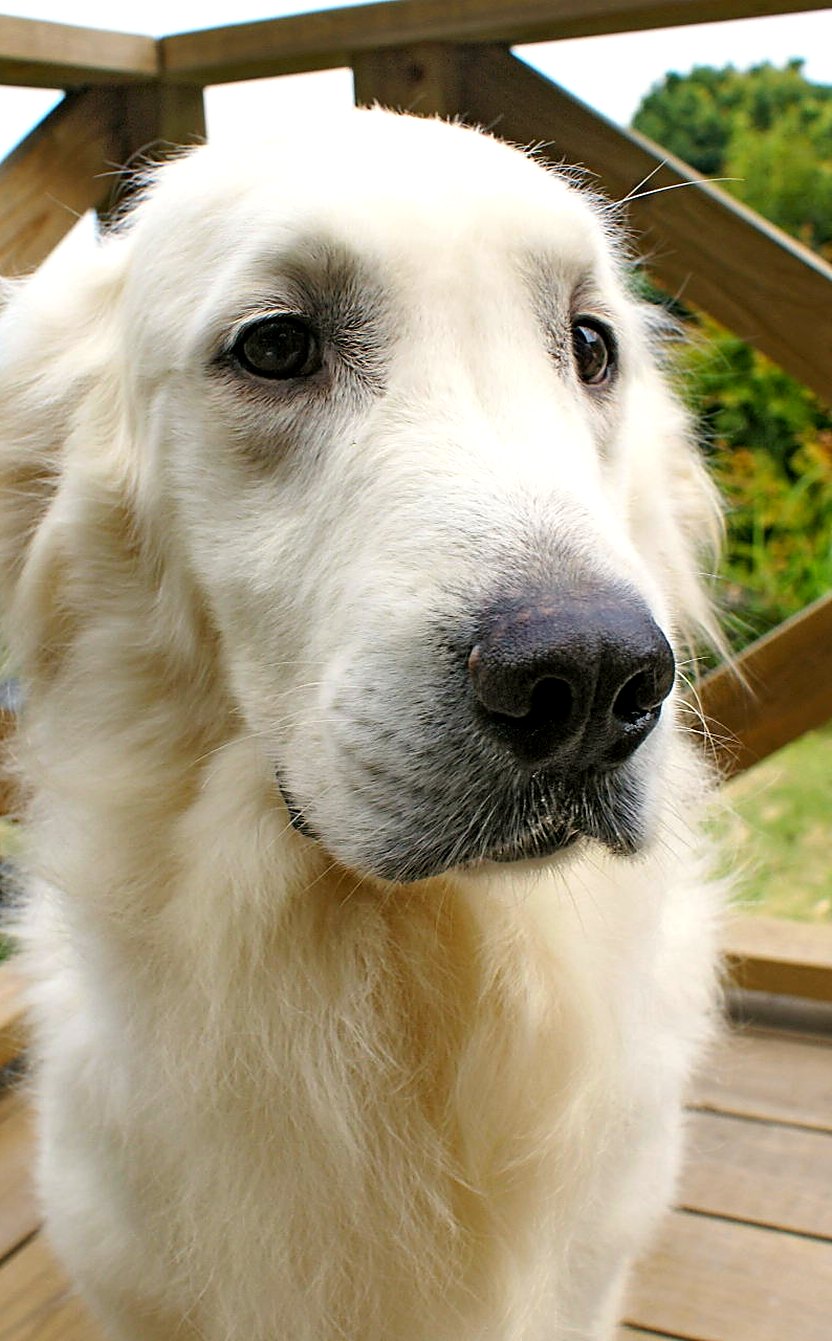 英国系ゴールデンレトリーバーの成犬の顔立ち。クリーム色の被毛と穏やかな表情