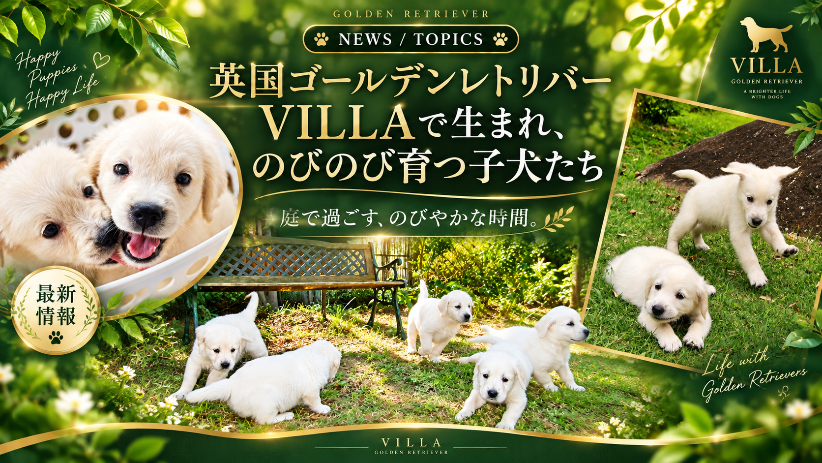 犬舎の敷地の芝生で遊ぶ、クリーム色の英国系ゴールデンレトリーバーの子犬たち。「最新情報」「英国ゴールデンレトリバーVILLAで生まれ、のびのび育つ子犬たち」の文字入り