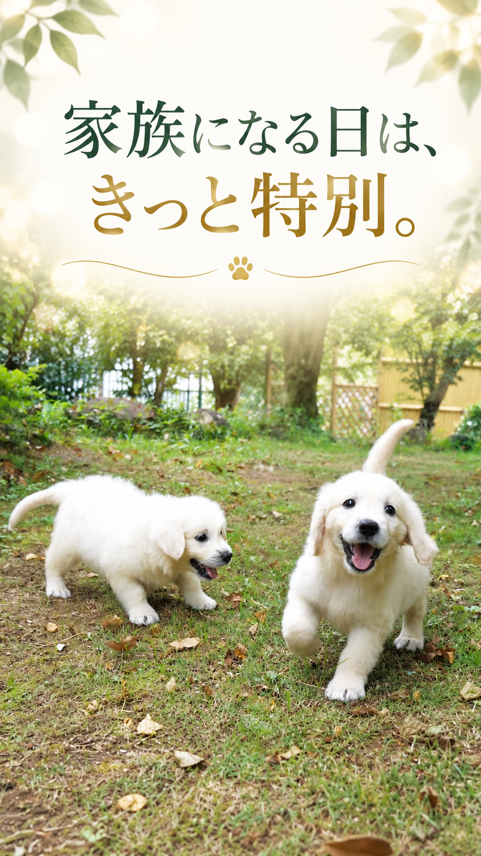 敷地で遊ぶクリーム色の英国系ゴールデンレトリーバーの子犬2頭。「家族になる日は、きっと特別。」の文字入り