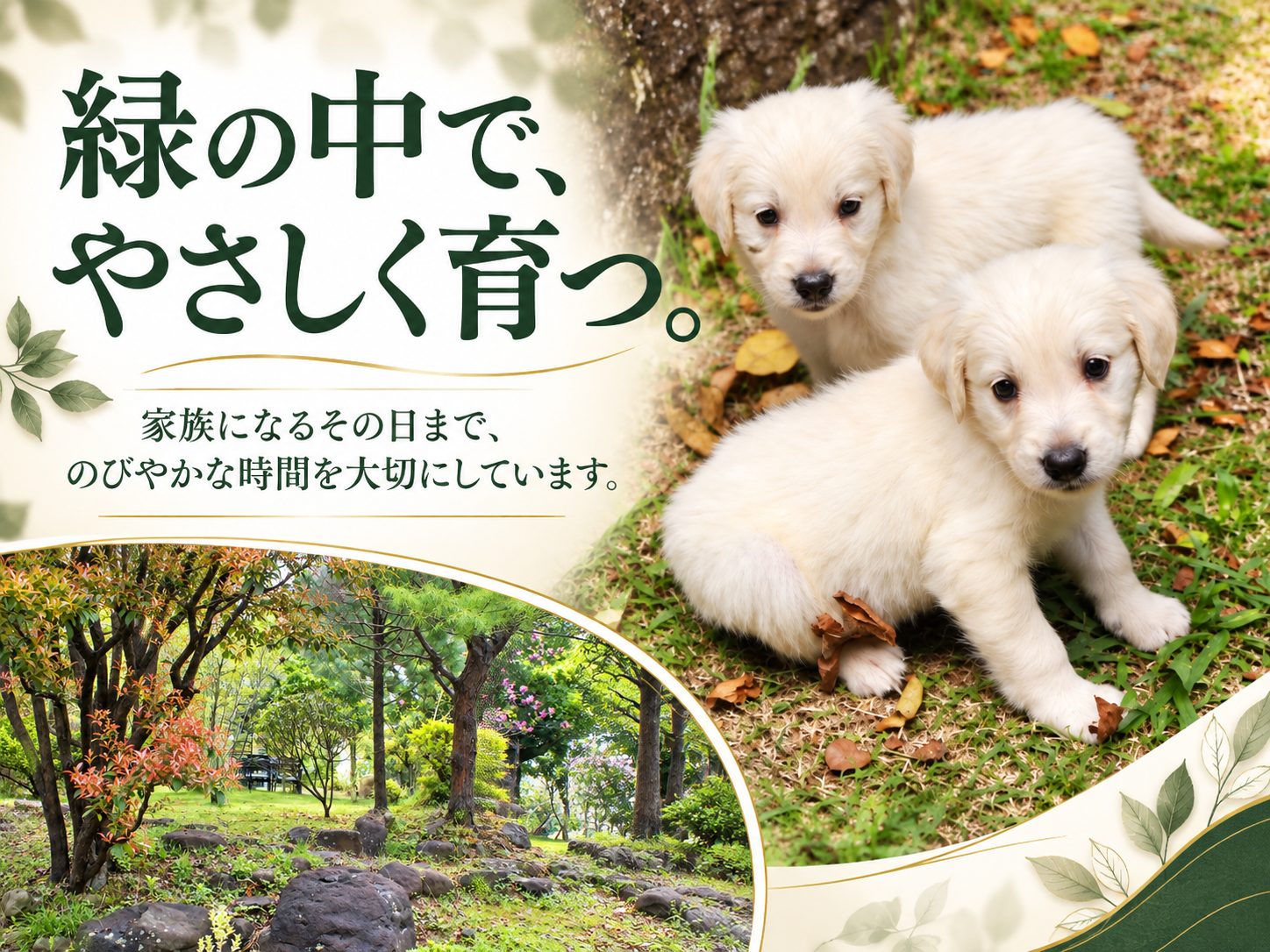 犬舎の敷地で過ごす英国系ゴールデンレトリーバーの子犬2頭と、緑豊かな環境。「緑の中で、やさしく育つ。」の文字入り