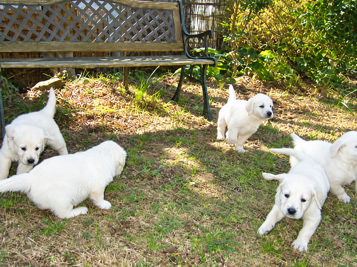 敷地のベンチのそばで、思い思いに過ごしているクリーム色の子犬たち