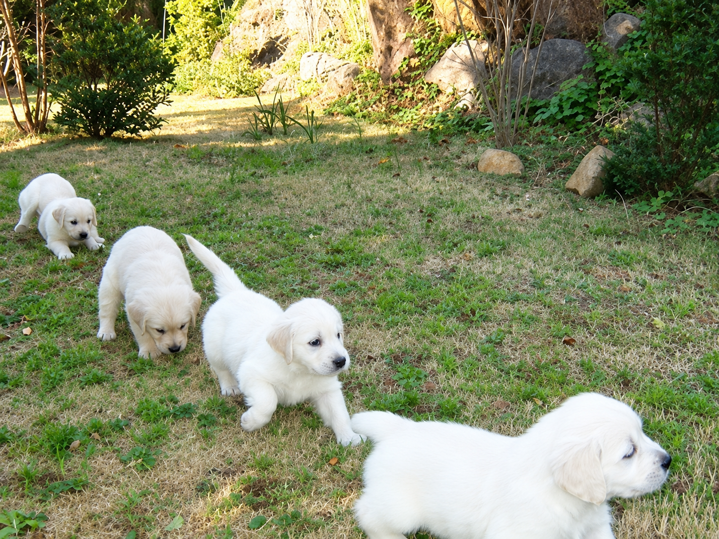 犬舎の敷地の芝生を連なって歩く、英国系ゴールデンレトリーバーの子犬たち