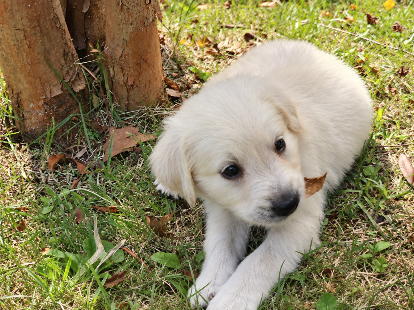 木の根元の芝生に伏せて休んでいる、落ち葉をつけたクリーム色の子犬