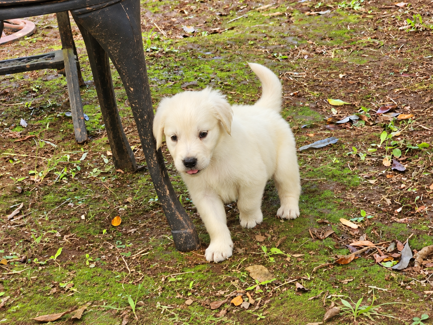 敷地に置いた屋外用の椅子のそばを歩くクリーム色の子犬