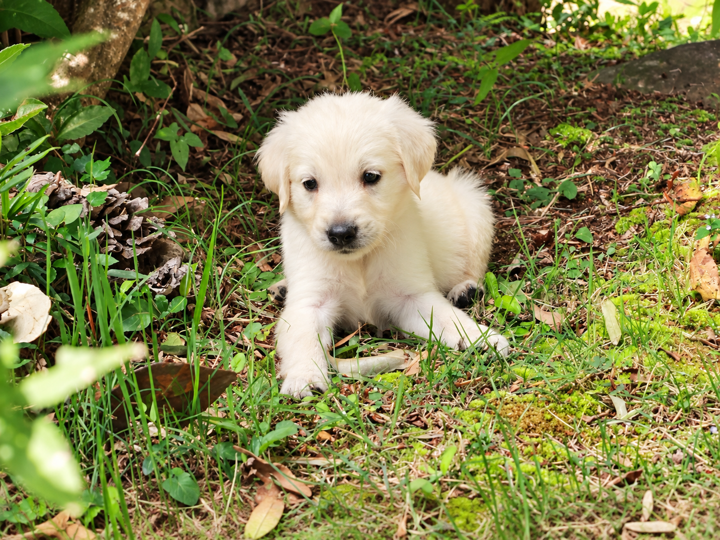 下草の茂る木陰に座って、こちらを見ている英国系ゴールデンレトリーバーの子犬