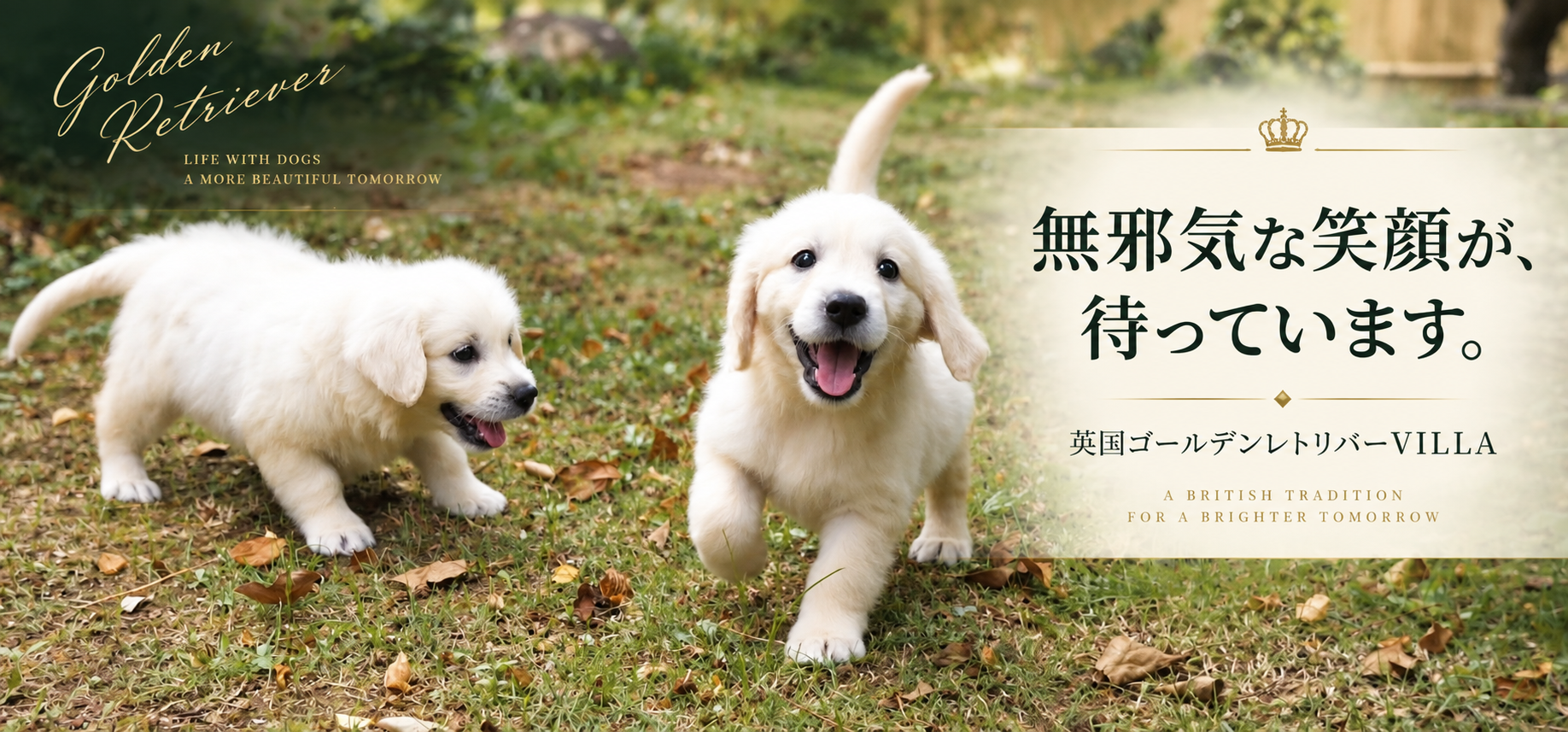 落ち葉のある芝生で遊ぶクリーム色の英国系ゴールデンレトリーバーの子犬2頭。「無邪気な笑顔が、待っています。」の文字入り