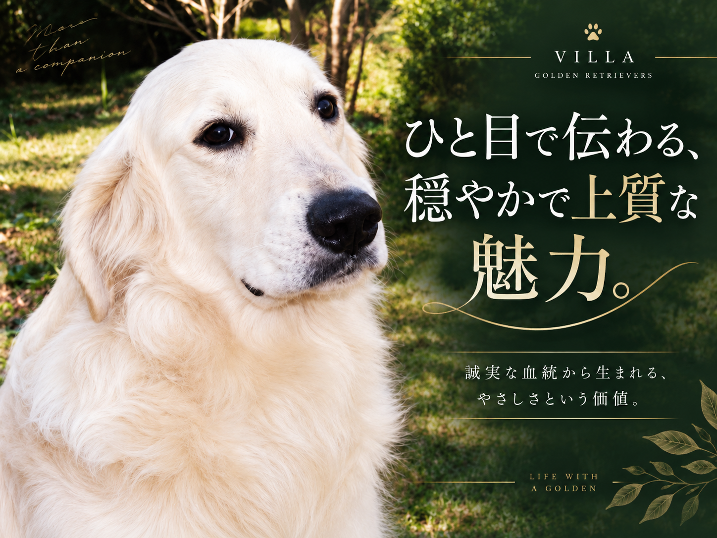 敷地の緑を背にこちらを向いた英国系ゴールデンレトリーバーの成犬の顔。「ひと目で伝わる、穏やかで上質な魅力。」の文字入り