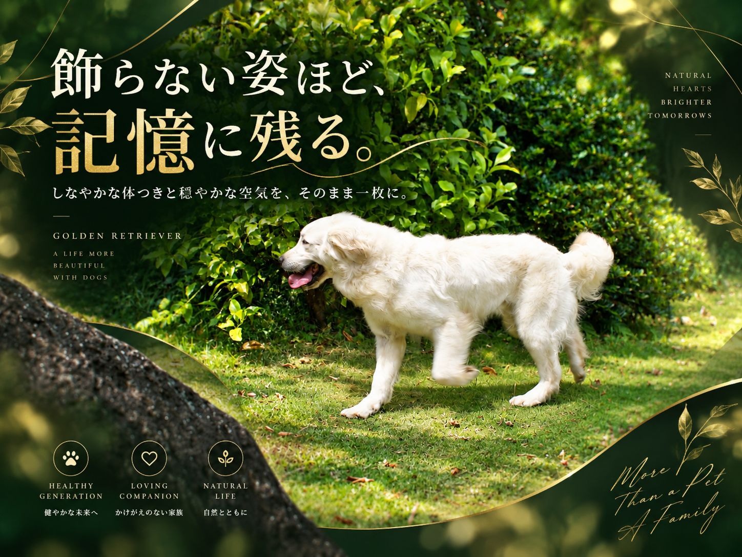 庭園の植え込みを背に芝生の上を歩く英国系ゴールデンレトリーバーの成犬の横姿。「飾らない姿ほど、記憶に残る。」の文字入り