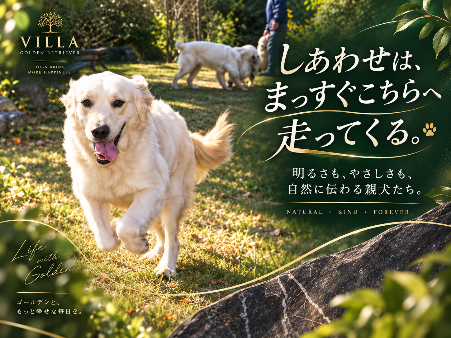 芝生の敷地をこちらへ向かって駆けてくるイギリス系ゴールデンレトリーバーの成犬。「しあわせは、まっすぐこちらへ走ってくる。」の文字入り