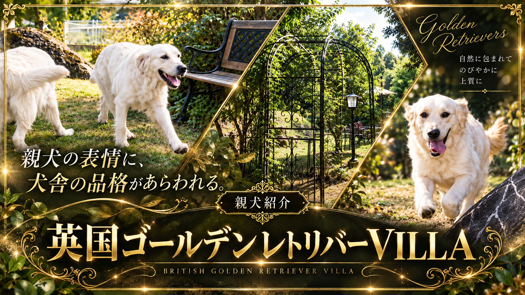 庭園で過ごす英国系ゴールデンレトリーバーの親犬たち。「親犬紹介」「英国ゴールデンレトリバーVILLA」の文字入り