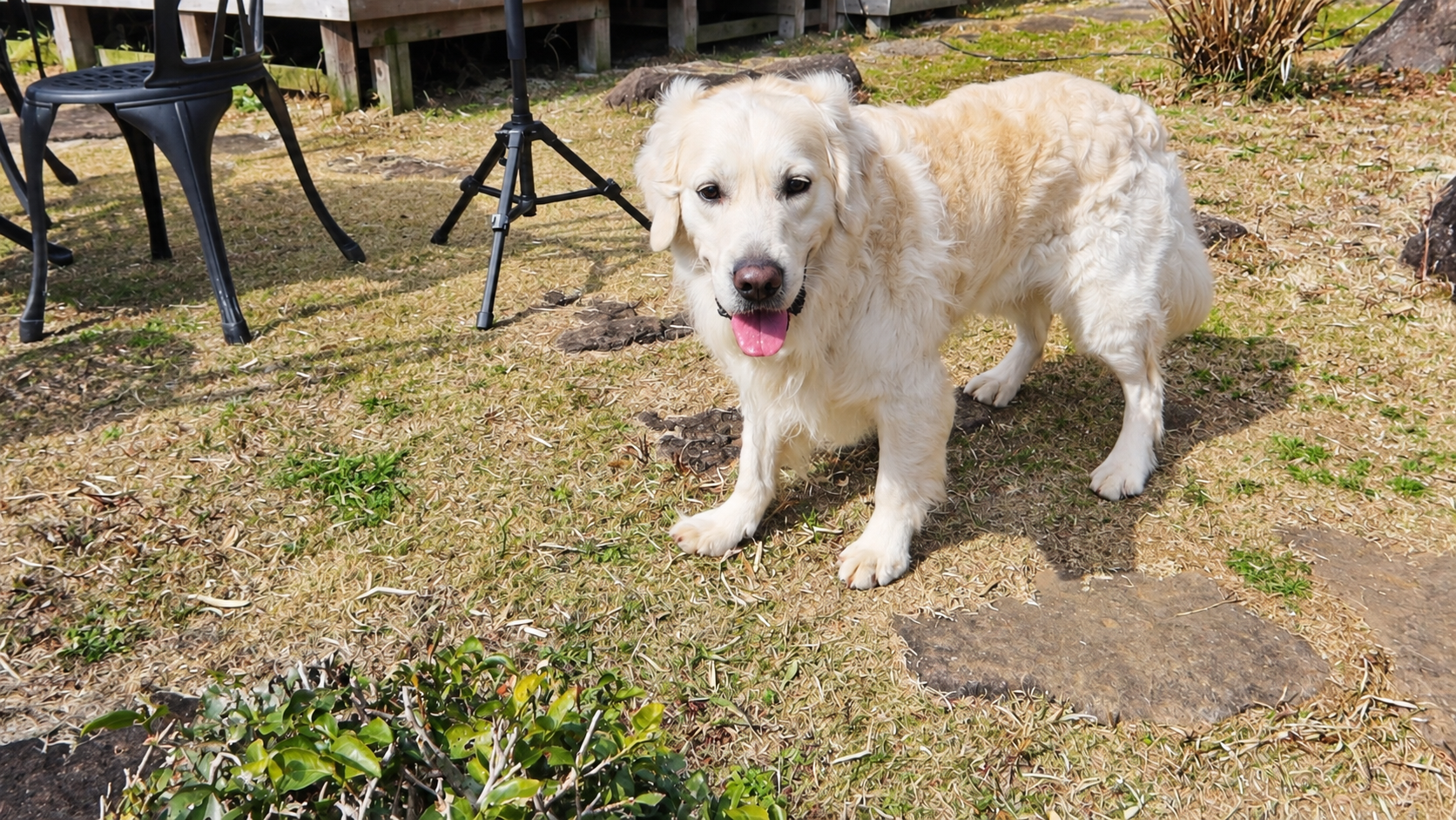 芝生に立ち、口を開けてこちらを見る英国系ゴールデンレトリーバーの成犬