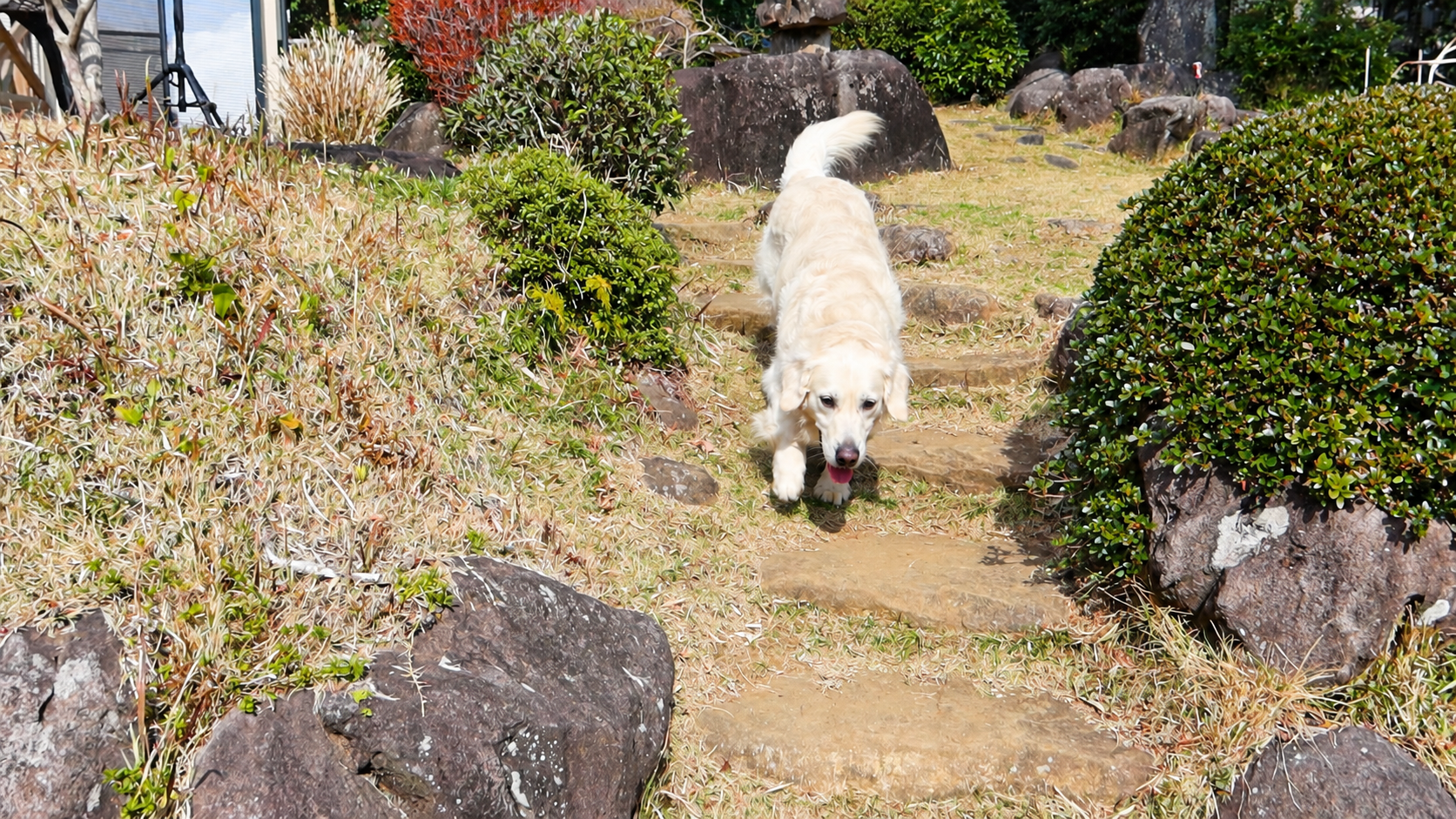 敷地の石段を下りてくる英国系ゴールデンレトリーバーの成犬