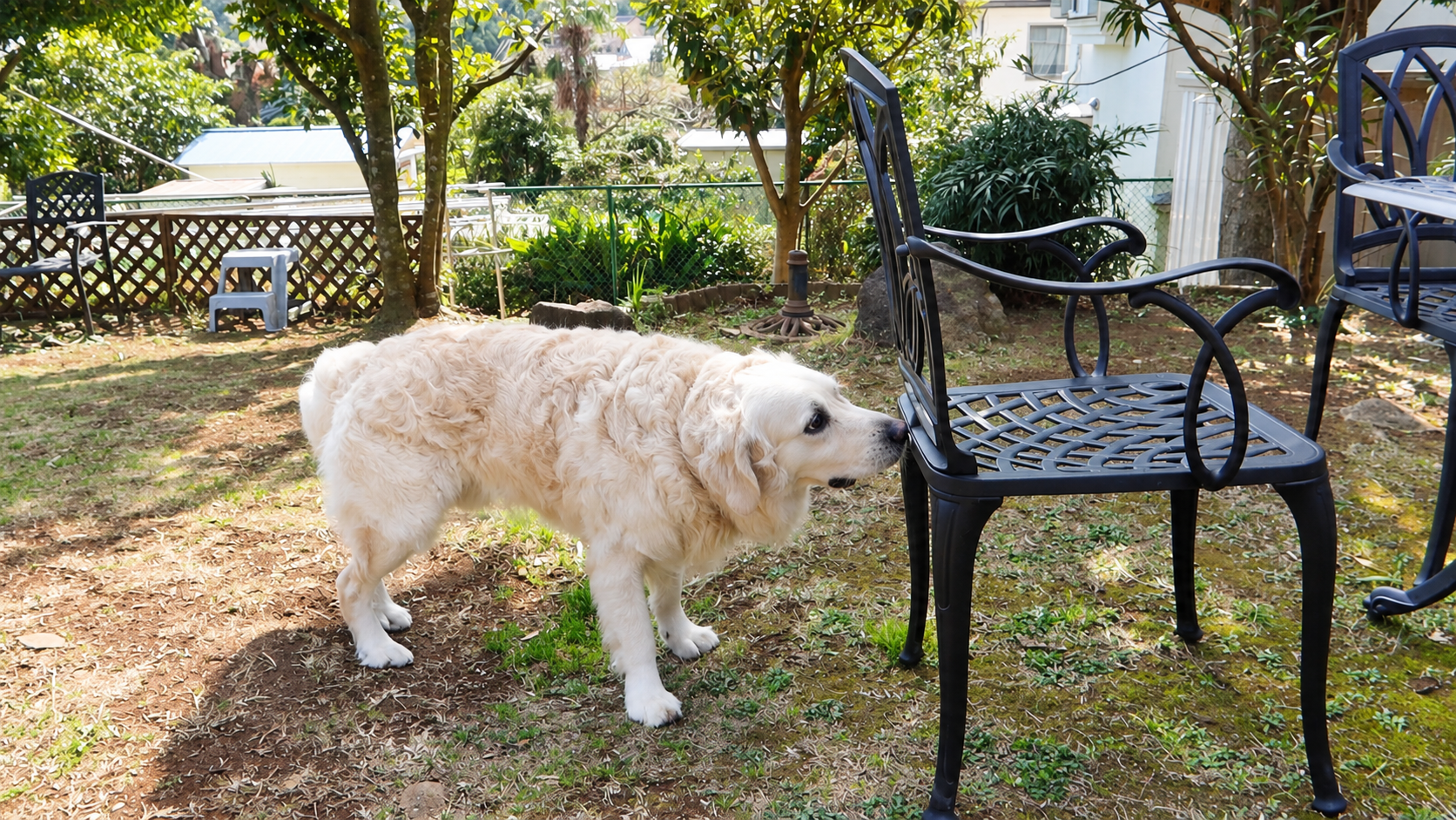 ガーデンチェアのそばに立つ英国系ゴールデンレトリーバーの成犬の横姿