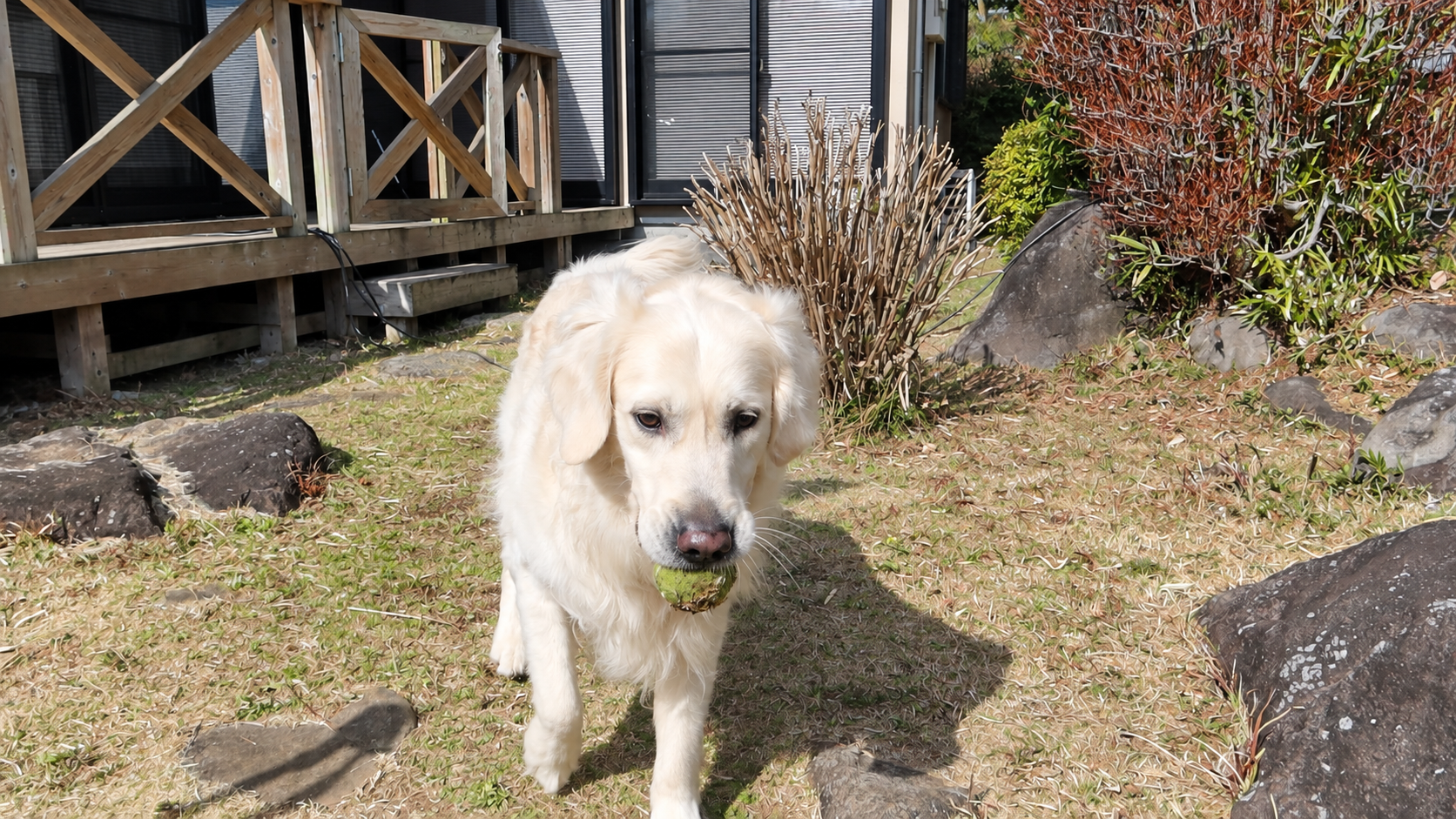 ボールをくわえて敷地を歩く英国系ゴールデンレトリーバーの成犬
