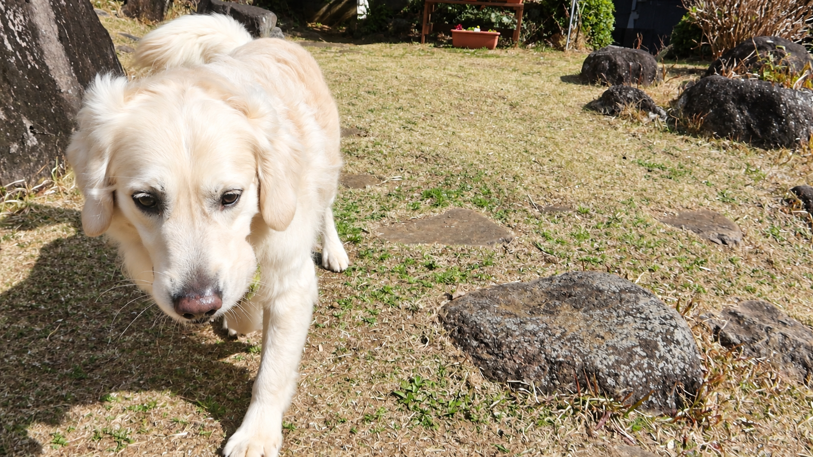 芝地をこちらへ歩み寄る英国系ゴールデンレトリーバーの成犬