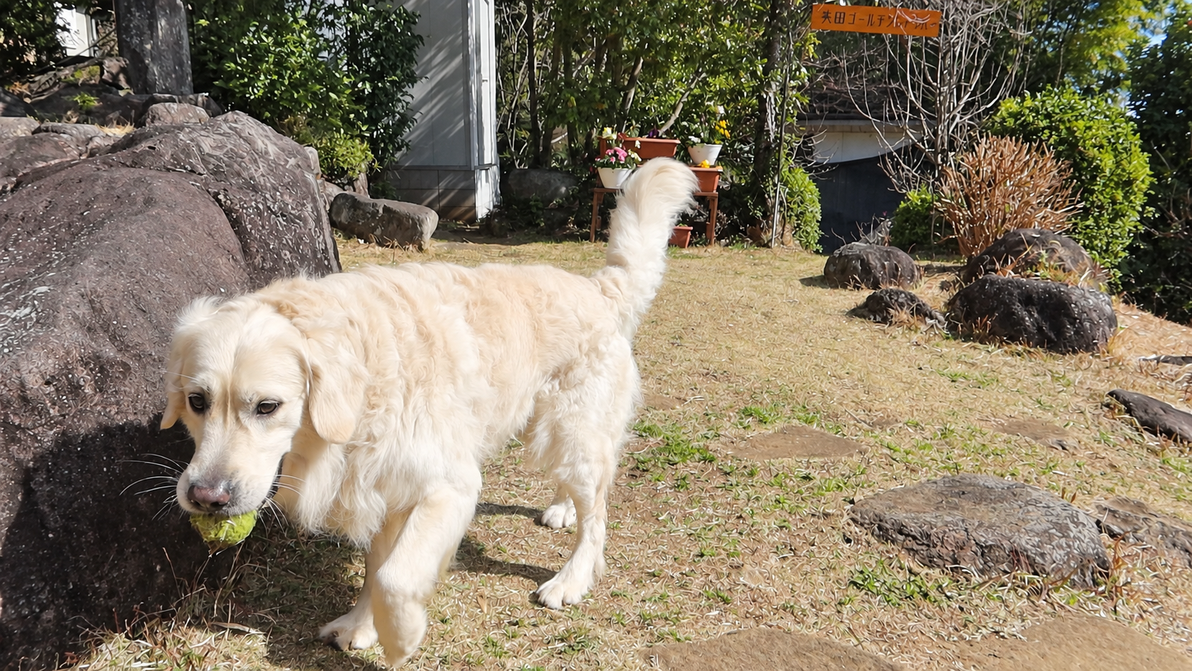 庭石のそばをボールをくわえて歩く英国系ゴールデンレトリーバーの成犬の横姿