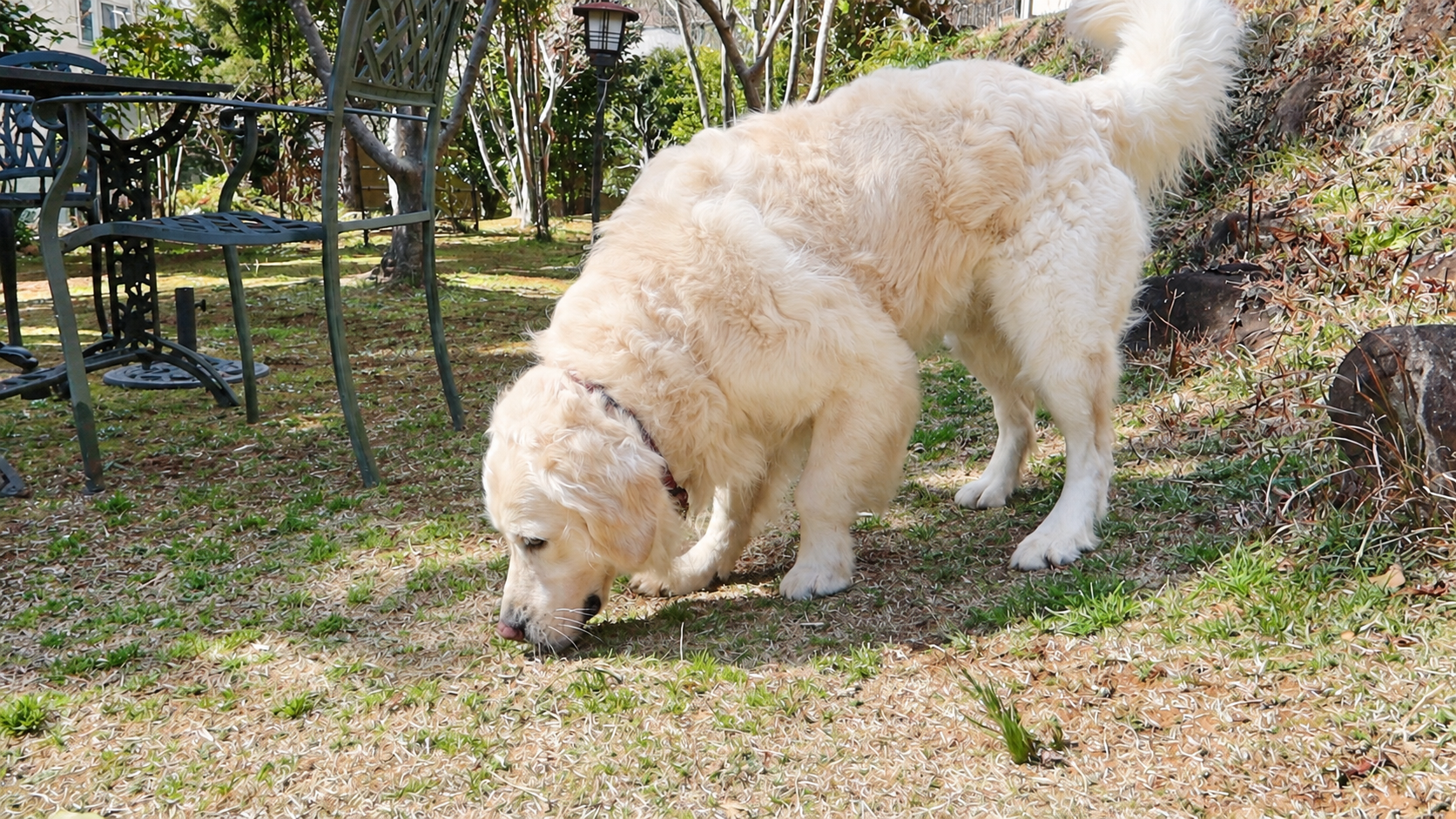 敷地の地面の匂いをかぐ英国系ゴールデンレトリーバーの成犬
