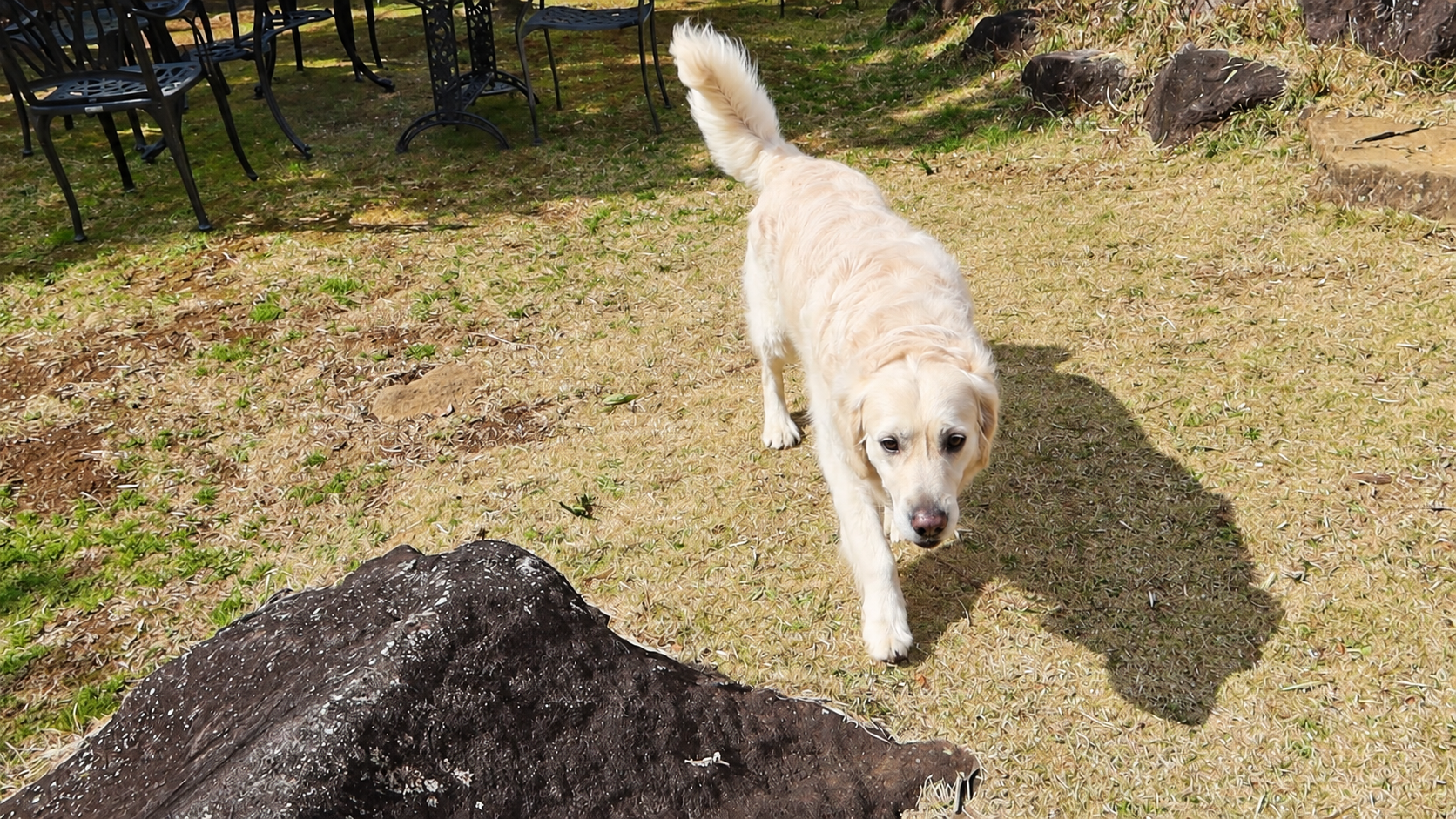 芝生の敷地をこちらへ向かって歩く英国系ゴールデンレトリーバーの成犬