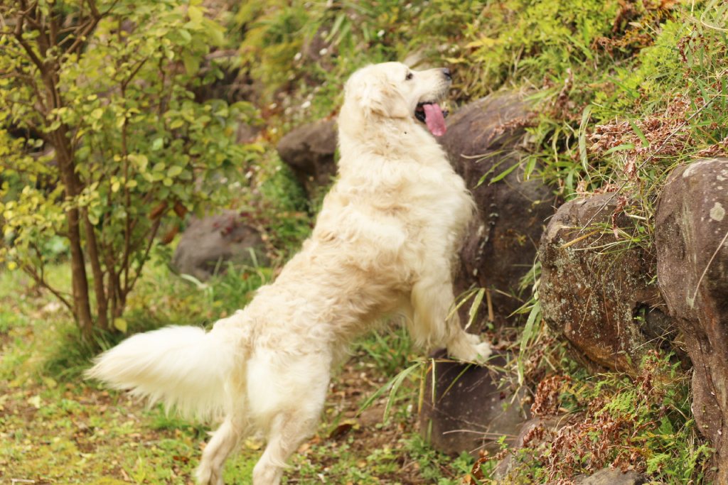 敷地の岩に前足をかけて立ち上がる英国系ゴールデンレトリーバーの成犬