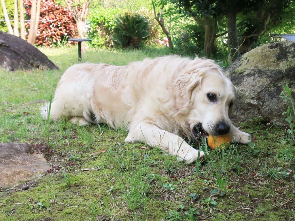 庭石のそばの芝地でボールをくわえて伏せる英国系ゴールデンレトリーバーの成犬