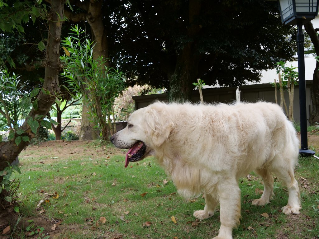 庭園の木陰を歩く英国系ゴールデンレトリーバーの成犬の横姿