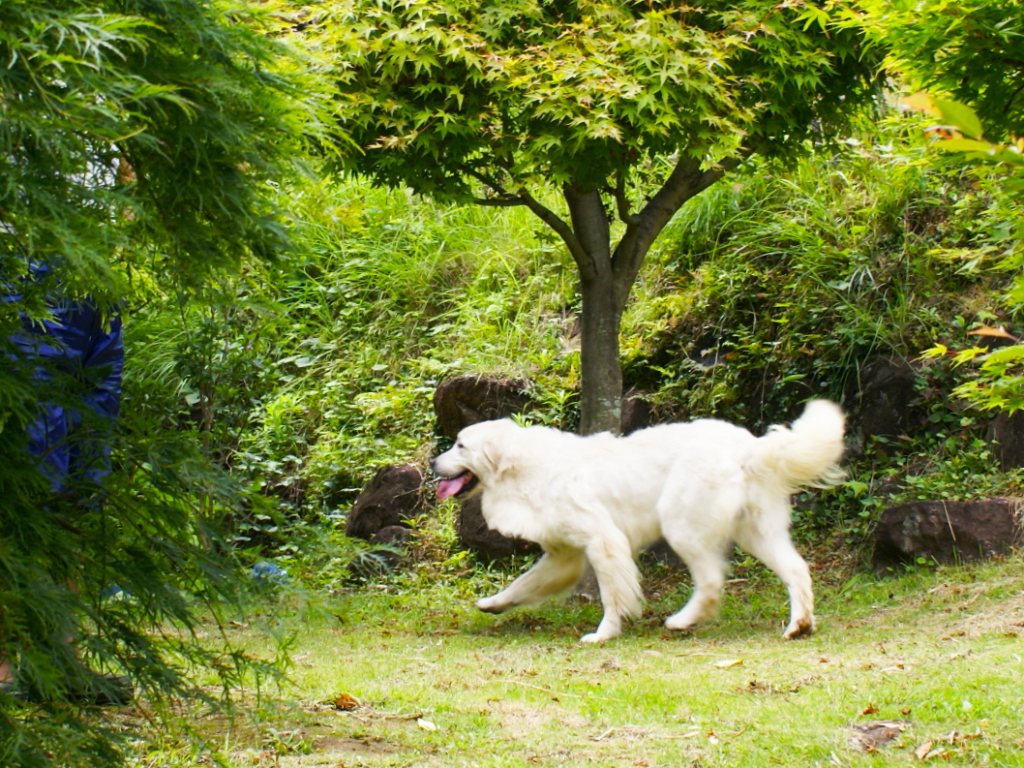 木立の下の芝地を歩く英国系ゴールデンレトリーバーの成犬