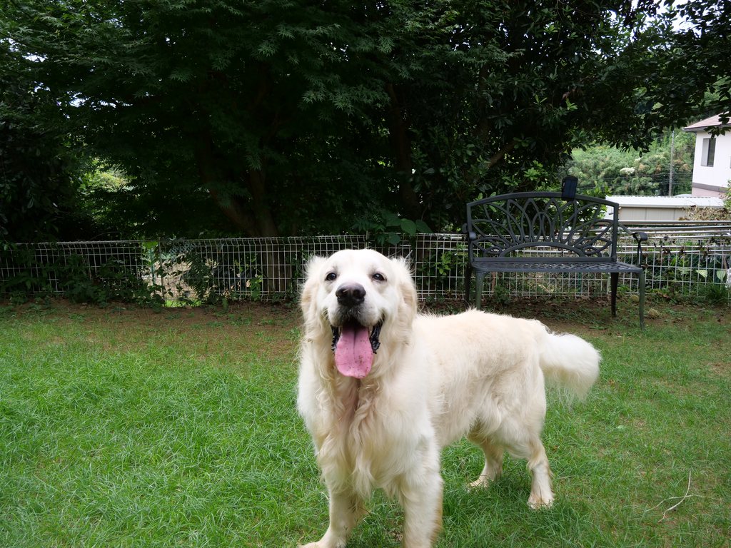 芝生の上でこちらを向いて立つ英国系ゴールデンレトリーバーの成犬