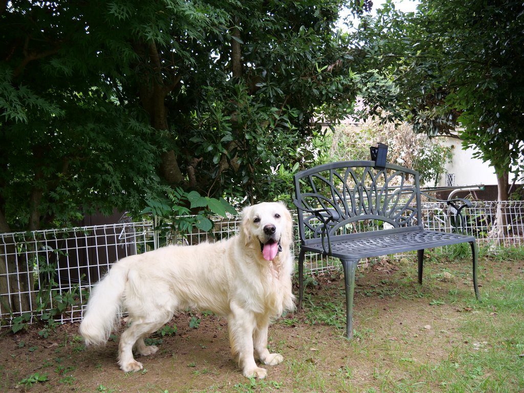 ガーデンベンチのそばに立つ英国系ゴールデンレトリーバーの成犬