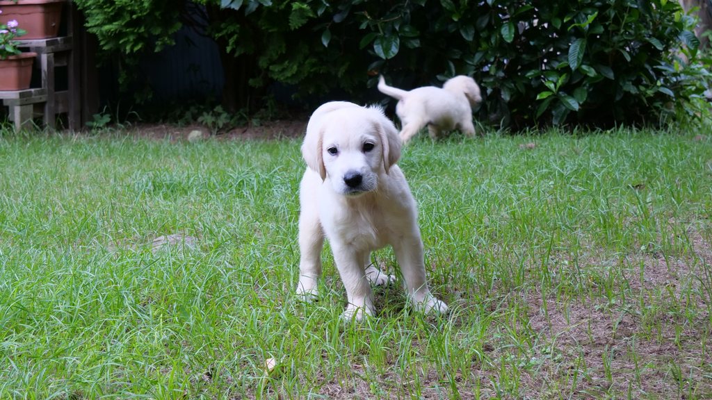 芝生の上でこちらを見ている英国系ゴールデンレトリーバーの子犬