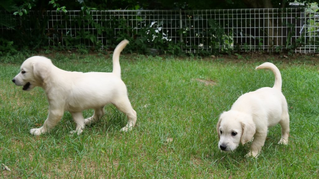 芝生の運動場を並んで歩く2頭の英国系ゴールデンレトリーバーの子犬