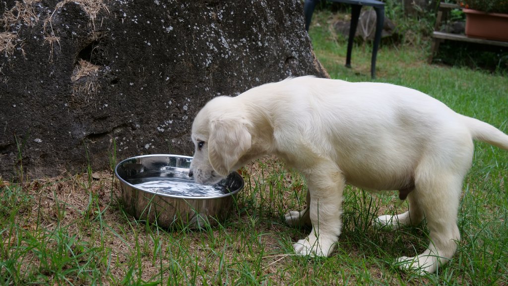 敷地に置いた水入れの水を飲む英国系ゴールデンレトリーバーの子犬