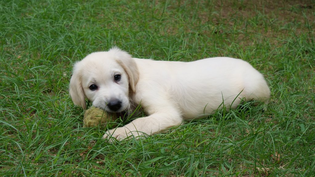 芝生に伏せてボールをくわえる英国系ゴールデンレトリーバーの子犬