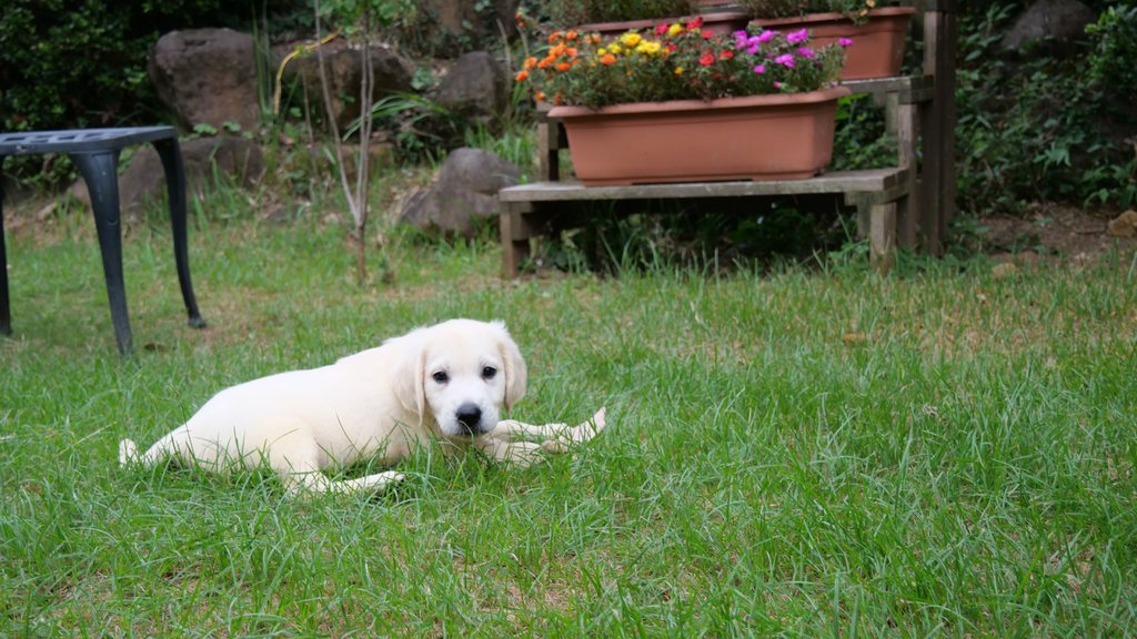 花のプランターの前の芝生に伏せている英国系ゴールデンレトリーバーの子犬