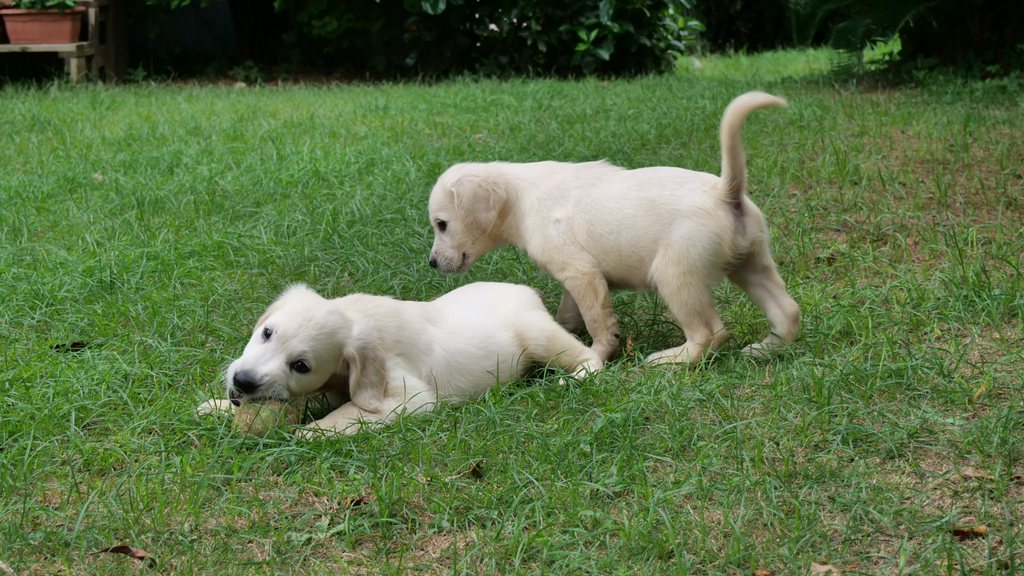 芝生の上で一緒に過ごす2頭の英国系ゴールデンレトリーバーの子犬