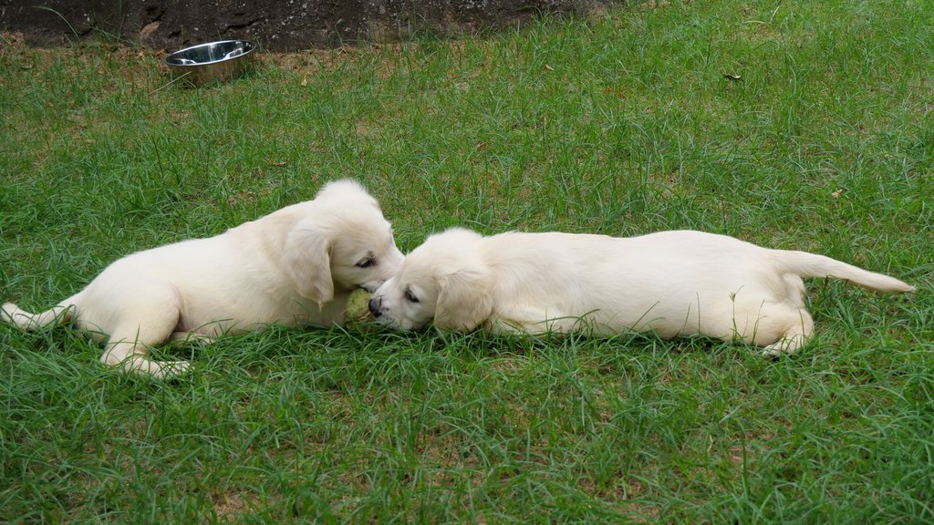 芝生に並んで寝そべる2頭の英国系ゴールデンレトリーバーの子犬