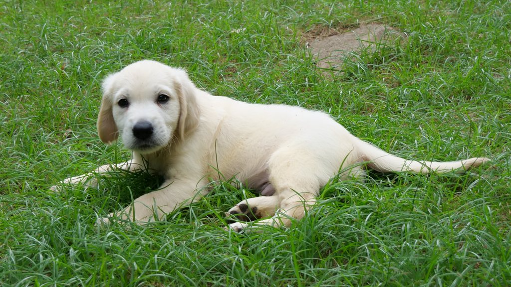 芝生に伏せてこちらを見ている英国系ゴールデンレトリーバーの子犬
