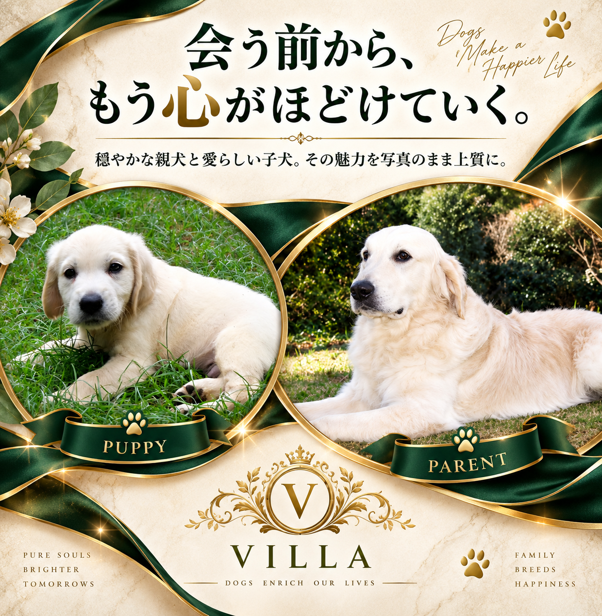 英国ゴールデンレトリバーVILLAの親犬と子犬