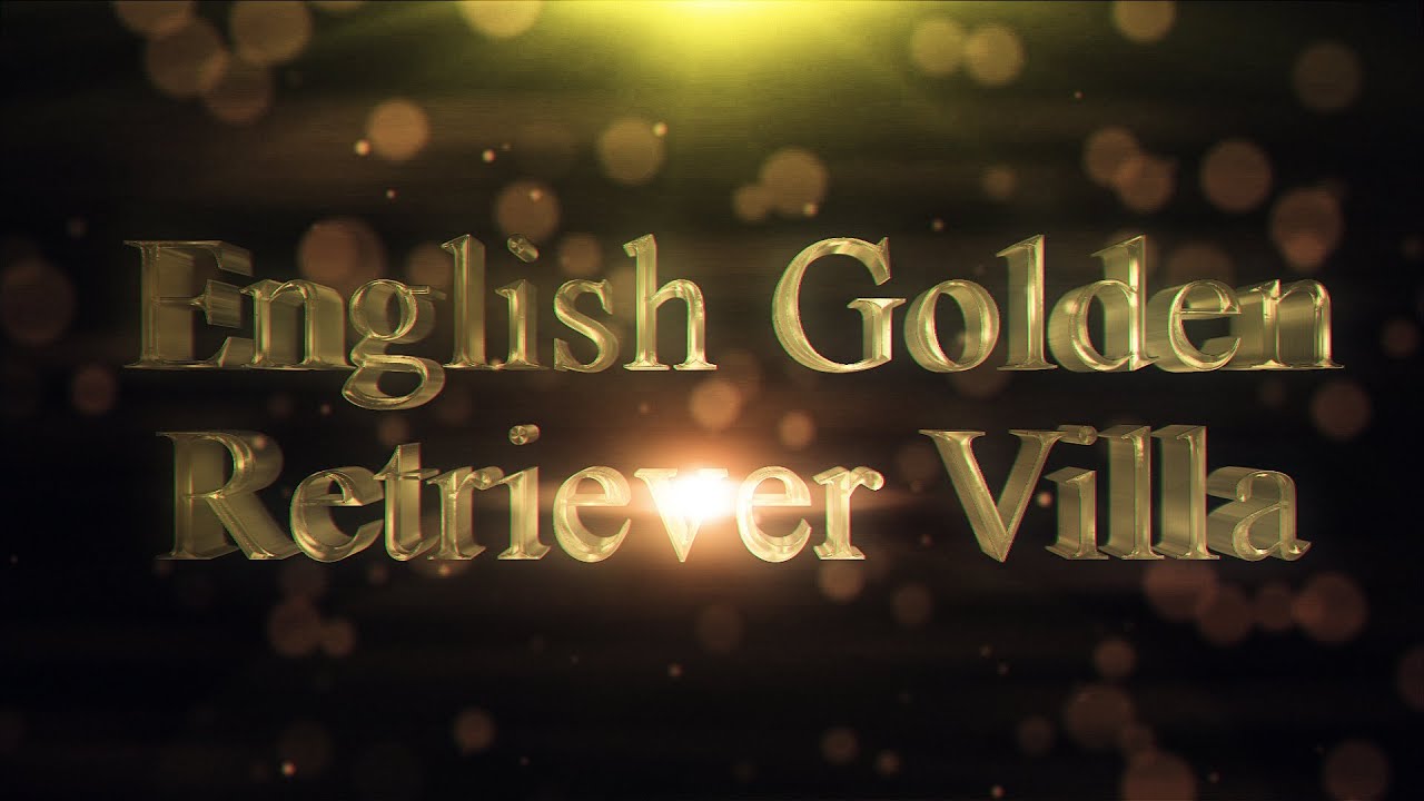 英国ゴールデンレトリバーVILLA のプロモーション動画のサムネイル。「English Golden Retriever Villa」の文字入り