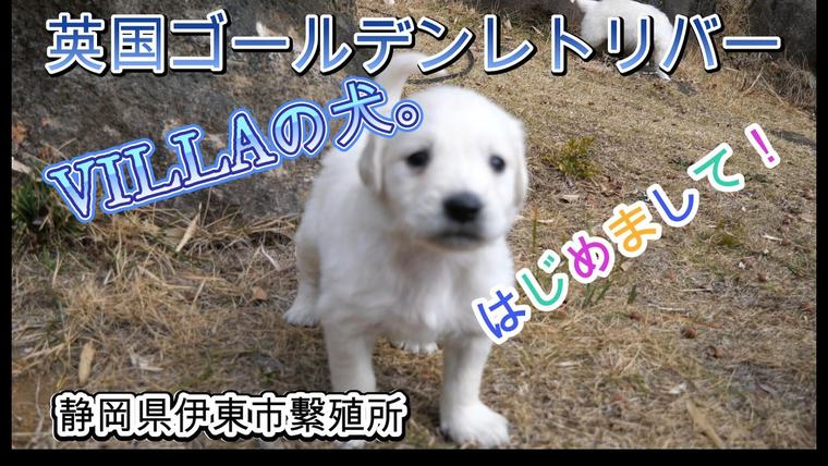 英国ゴールデンレトリバー VILLAの子犬です。はじめまして！の動画のサムネイル