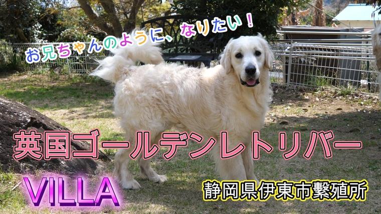 英国ゴールデンレトリバー VILLAの犬です。お兄ちゃんのようになりたい！の動画のサムネイル