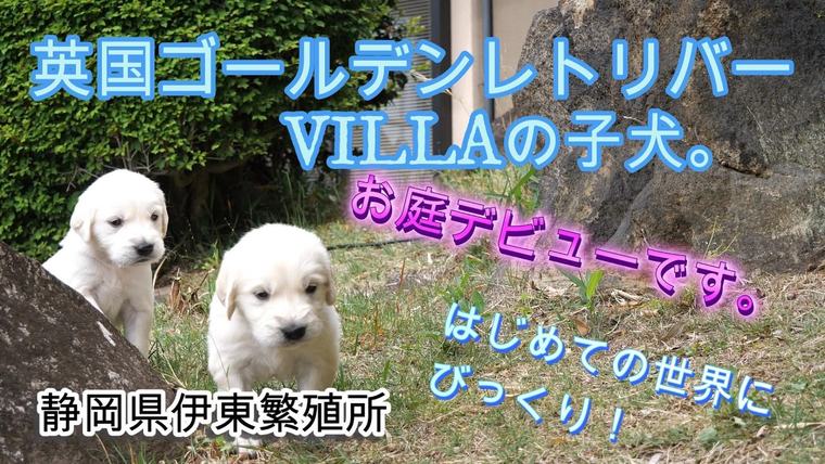 英国ゴールデンレトリバーVILLAの子犬です。お庭デビュー。の動画のサムネイル