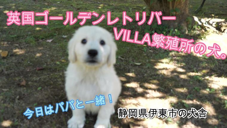 英国ゴールデンレトリバー VILLAの犬。大好きなパパと一緒！の動画のサムネイル