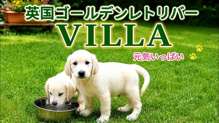 英国ゴールデンレトリバー VILLA。元気いっぱい。の動画のサムネイル